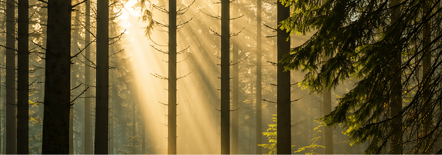 Sunlight filtering through a forest during a wellness workshop